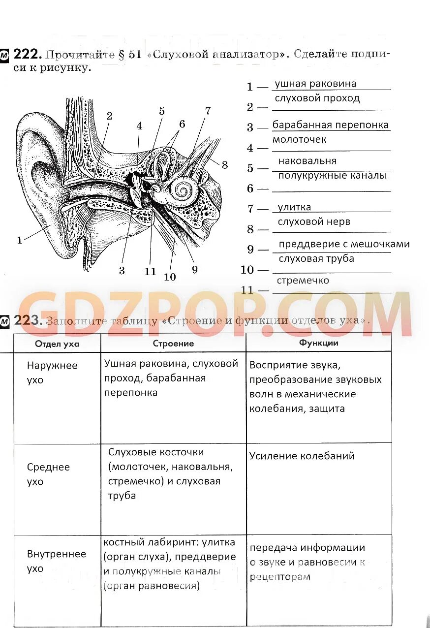 Практическая работа изучение строения органа слуха. Анализатор слуха биология 8. Слуховой анализатор 8 класс биология. Слуховой анализатор таблица 8 класс биология. Таблица по биологии 8 класс Колесов.