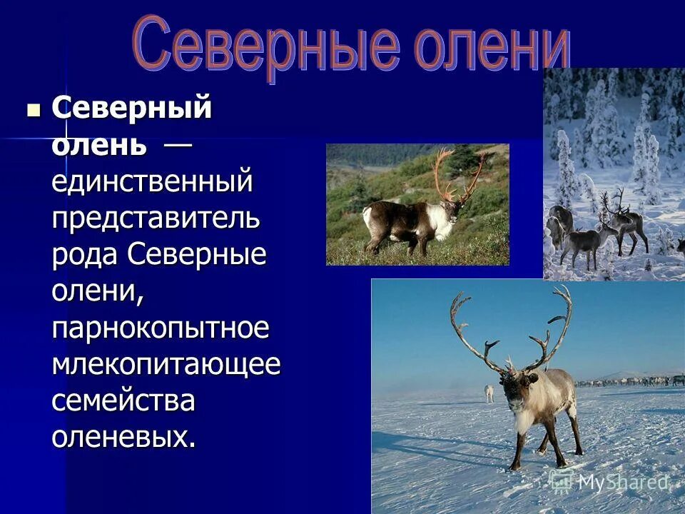 Олень научный текст 4 класс. Северный олень краткая информация. Сообщение про Северного оленя. Сообщение о Северном олене. Северный олень природная зона.