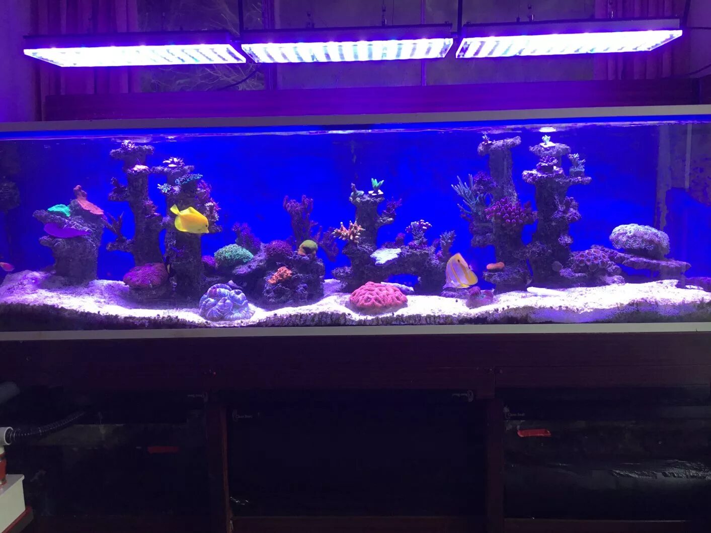 Нужен ли рыбкам свет в аквариуме ночью. Аквариум цихлидник с синей подсветкой. Аквариумы на 1400 литров. Аквариум с фиолетовой подсветкой. Светодиодная подсветка для аквариума.