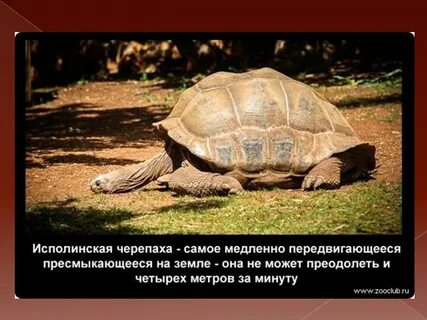 Слова исполинский