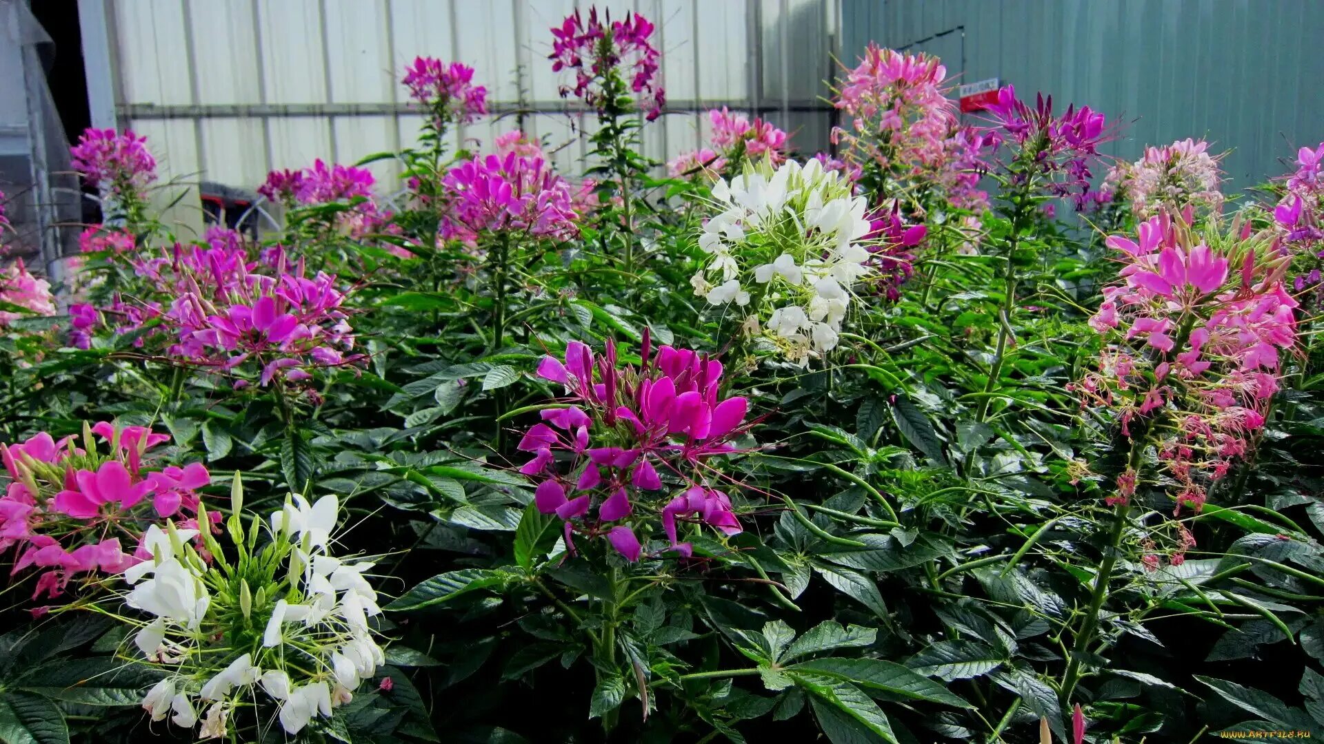 клеома королева роз. клеома колючая рассада. клеома колючая камелия. однолетник клеома. клеома цветок.