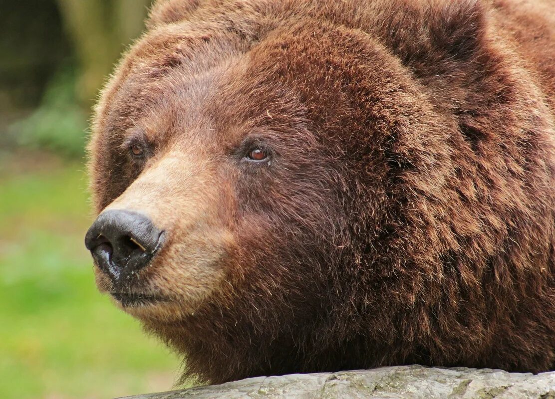 Какая голова у медведя. Северная Америка медведь Гризли. Канадский Гризли. Медведь Гризли фото. Медведь Гризли злой.