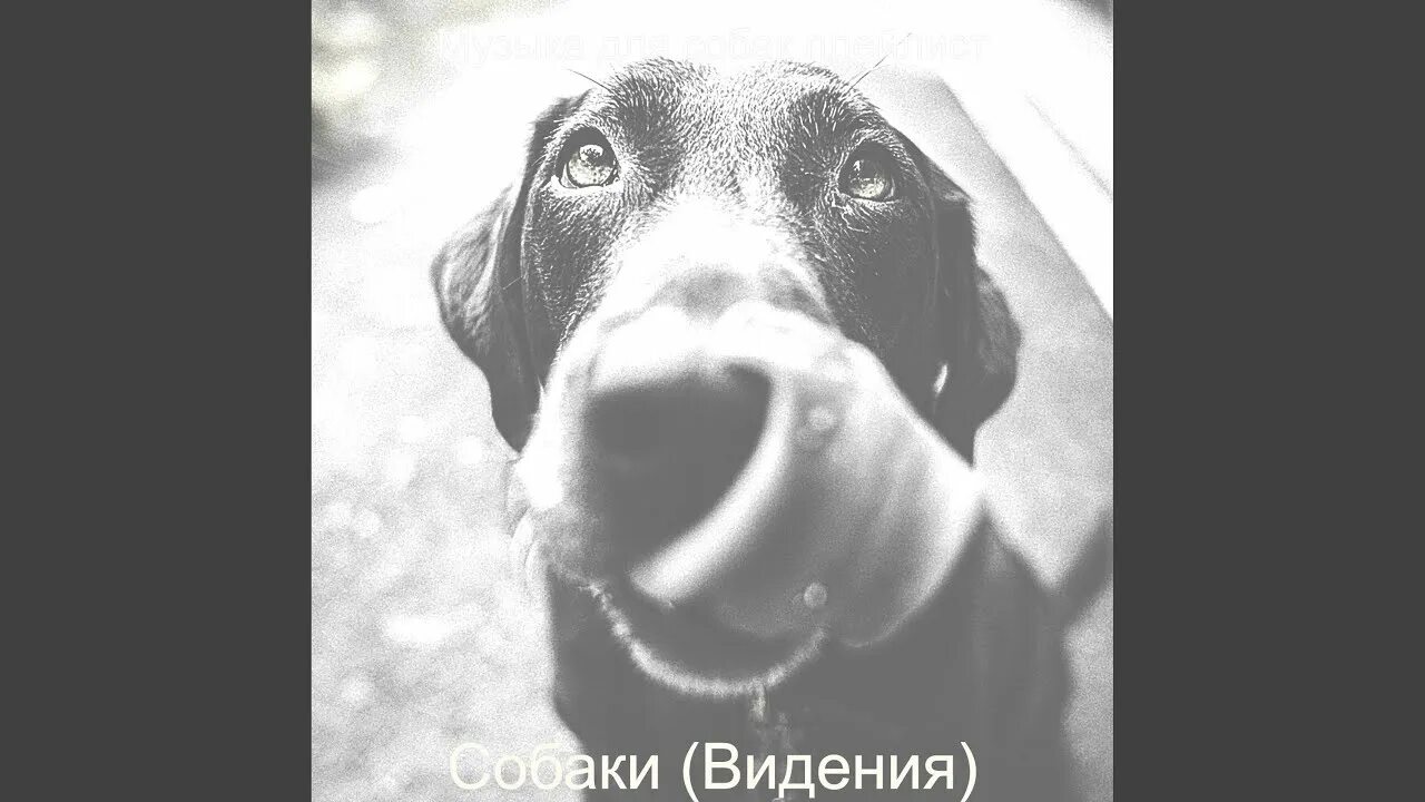 Милые звуки