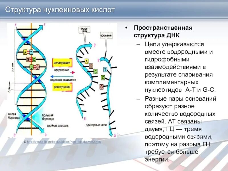 Пространственная пространственная структура ДНК. Нативная цепь ДНК. Число водородных связей в ДНК. Две комплементарные цепи ДНК.