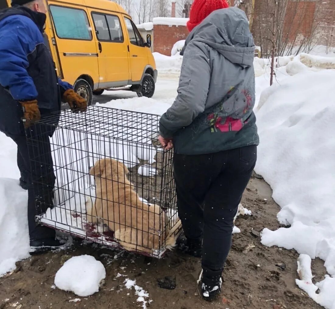 Отлов собак московская область. Бездомные животные. Отлов бездомных животных. Служба отлова бездомных собак. Служба по отлову бездомных собак.