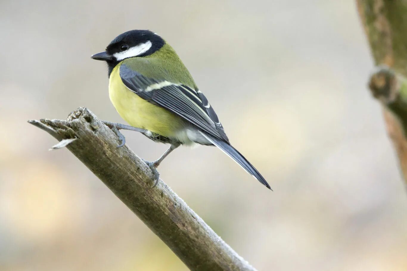 May birds. Большая синица. Индийская большая синица. Большая синица систематика. Большая синица как по английски.