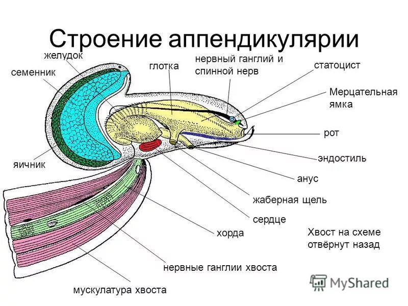 Аппендикулярии