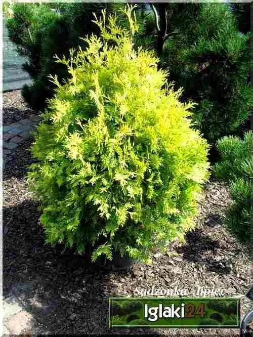 Platycladus orientalis aurea nana variegata