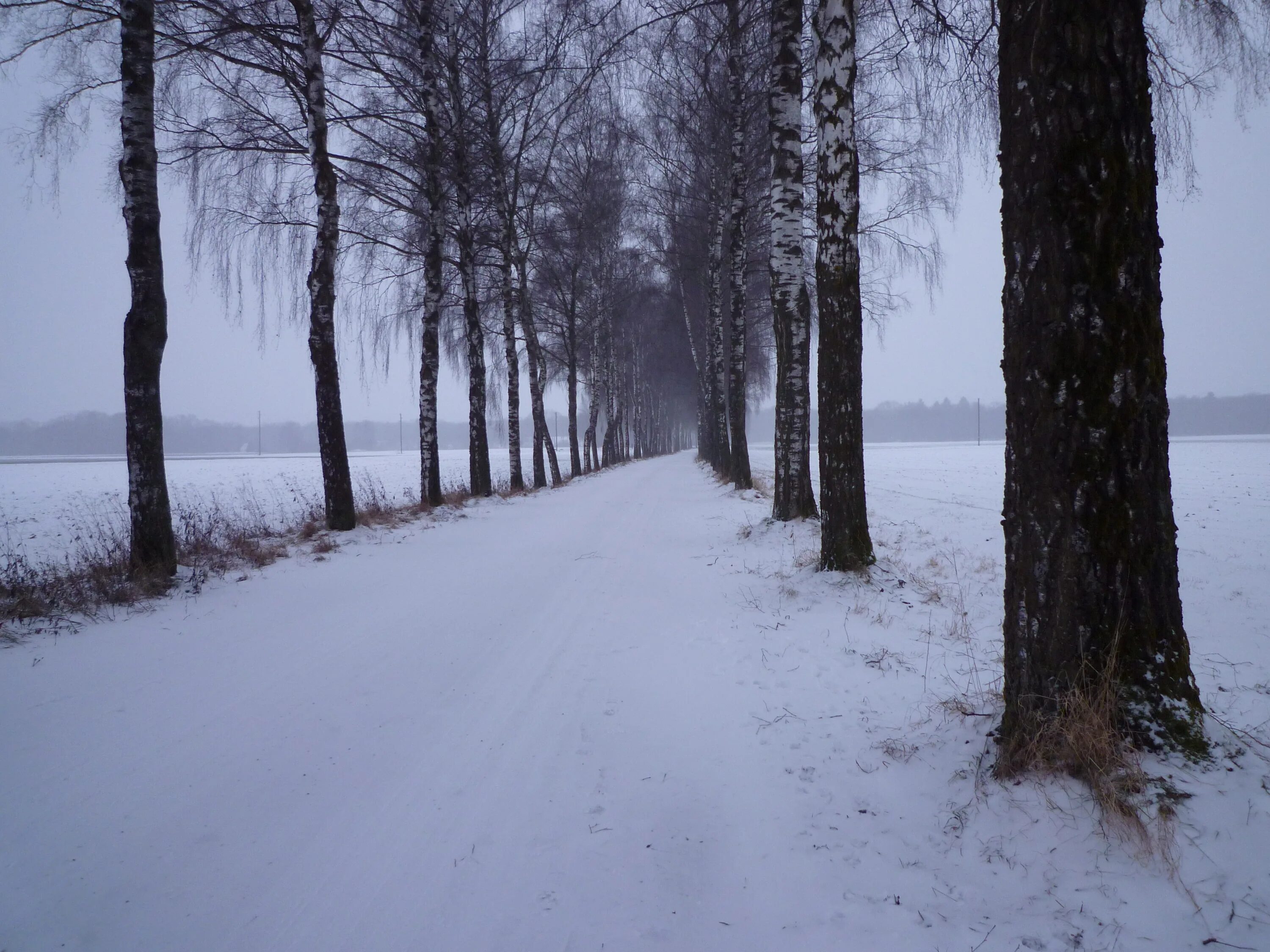 Зима картинки. Февраль в лесу. Зимний вечер. Холодная местность картинки. Теплое продолжительное лето и умеренно холодная зима