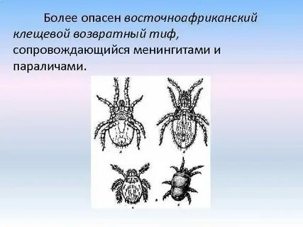 Сыпной тиф клещи