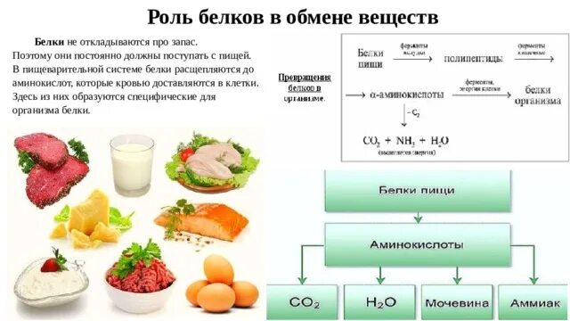 Изменение белков молока и яйца. Роль в метаболизме белков жиров и углеводов. Отметьте верные утверждения пищевые белки. Происхождение слова белка. Отметьте верные утверждения пищевые белки.