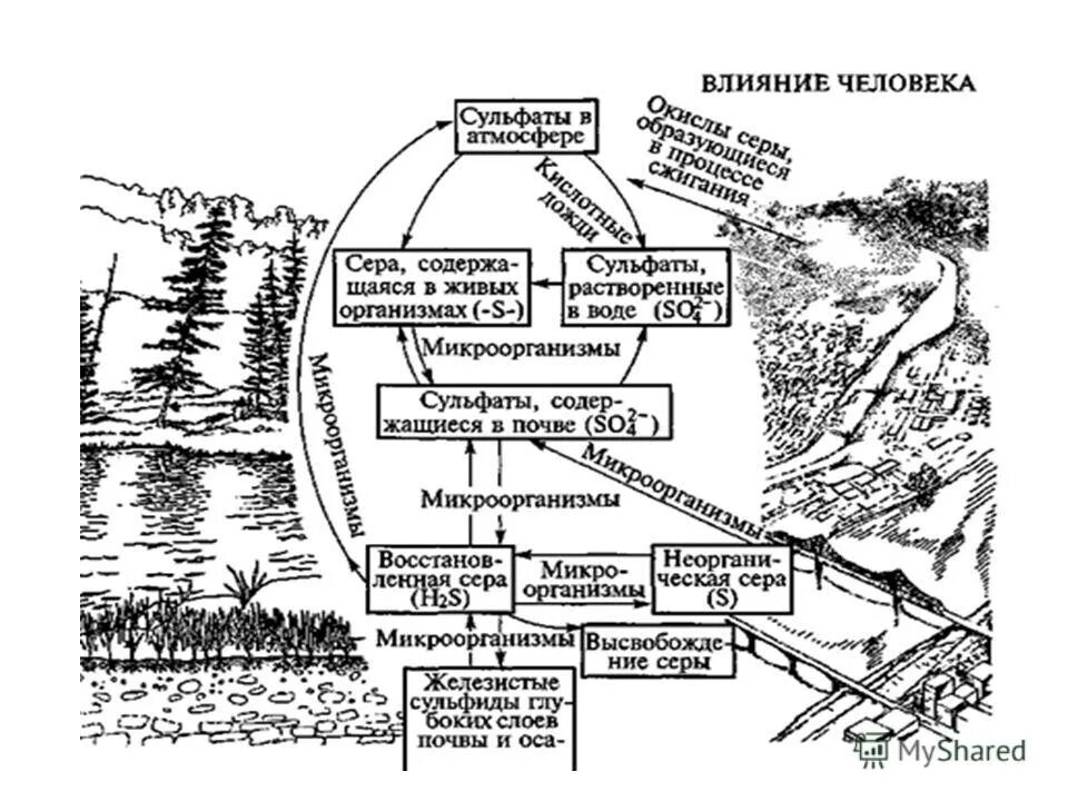 Влияние серы на окружающую среду. Круговорот веществ серы в природе схема. Биологический круговорот серы схема. Круговорот сера в природе схема. Круговорот веществ серы схема.
