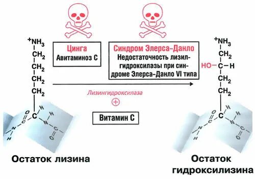 Синтез коллагена витамин