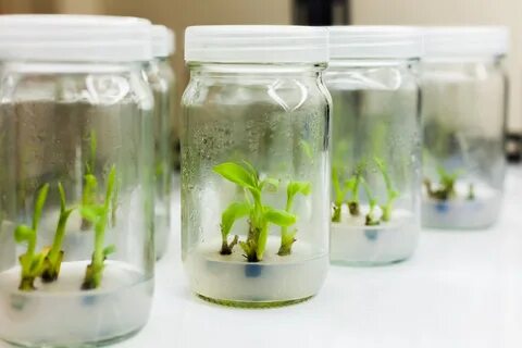 Plant tissue culture