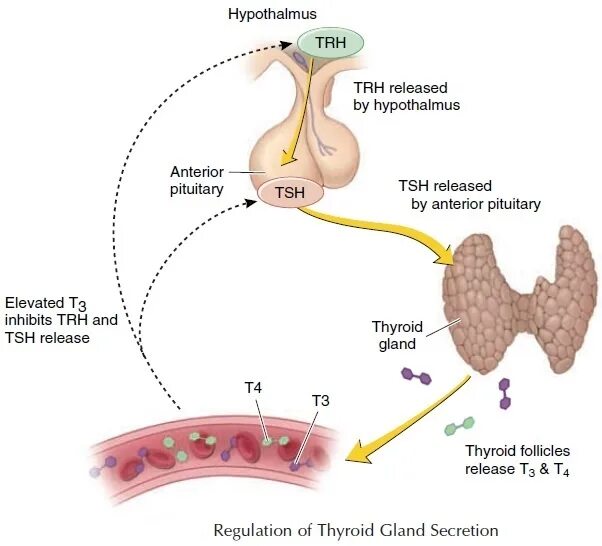 Thyroid Gland Hormones. Trh гормон. Тиреоидные гормоны иллюстрация. Regulation of Thyroid Hormone secretion.