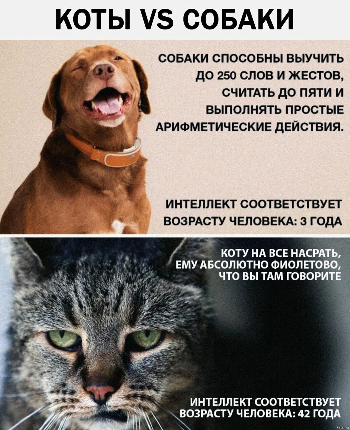 Внешние паразиты кошек. Могут ли коты есть собак. Домашние питомцы. Могут ли коты есть собак. Могут ли коты есть собак.