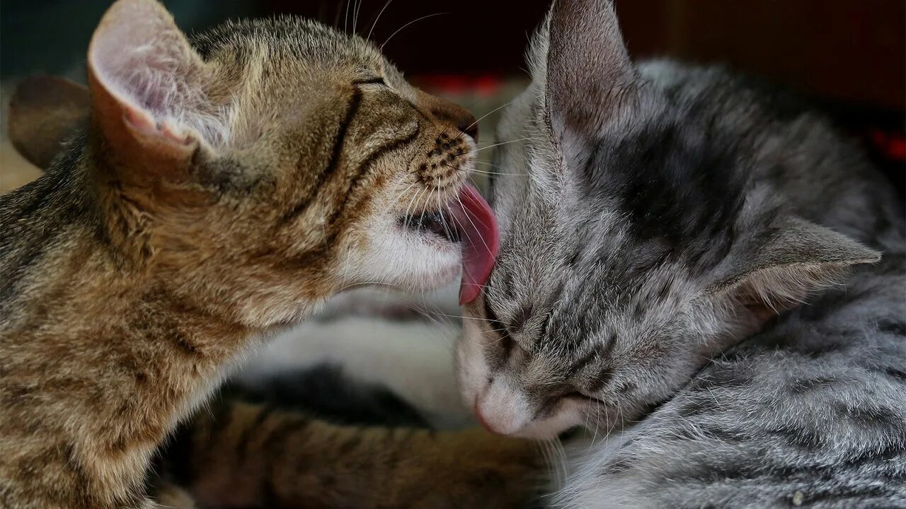 Кошка облизывает и кусает. Кошка облизывается. кошки любовь. кошка лижется. кошки облизывают друг друга.