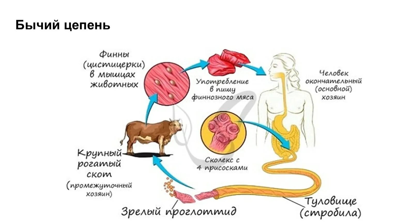 Жизненный цикл бычьего цепня начиная с яиц