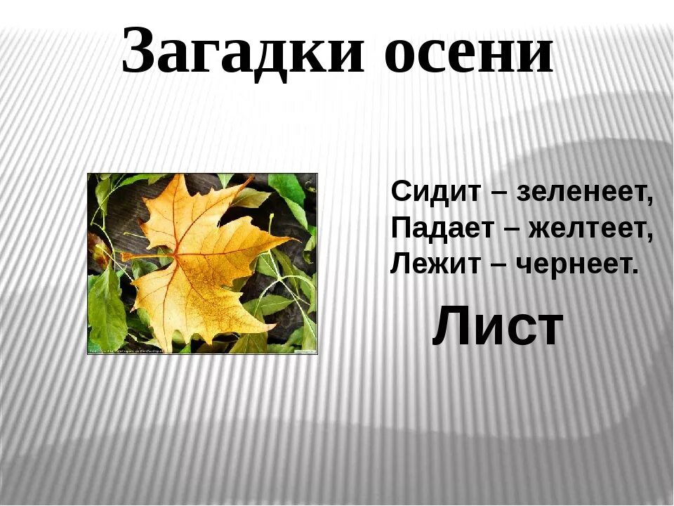Пять слов лист. Загадки про осень. осенние листочки с загадками. загадки про осенние листья. загадка с отгадкой листья.