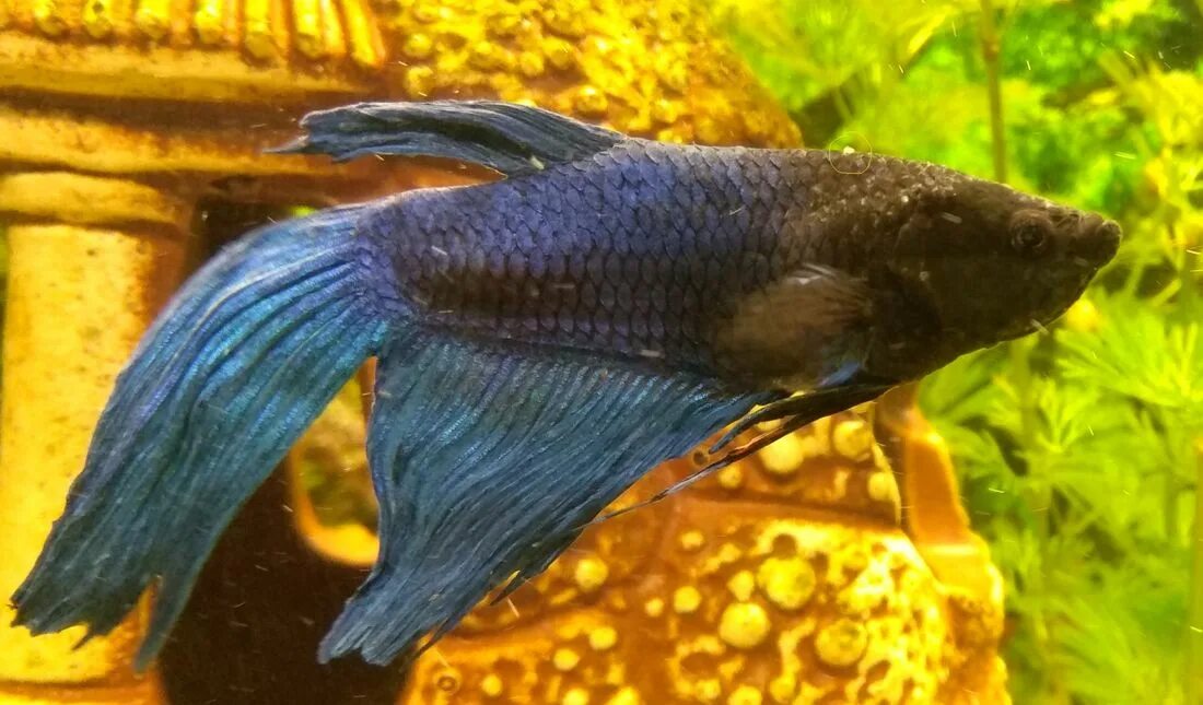 Рыбка петушок ихтиофтириоз. Рыбка петушок плавниковая гниль. Лечение петушков. Рыбки петушки плавниковая гниль. Ихтиофтириоз у петушка.