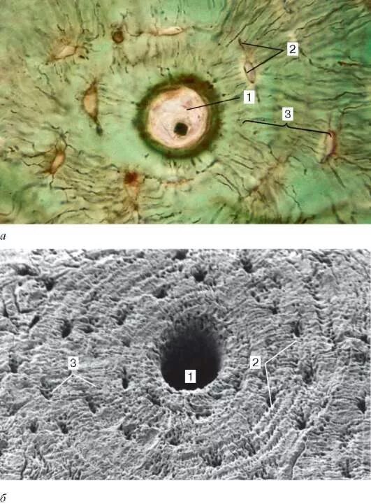 Пластинчатая костная ткань Остеон гистология. Остеон гистология. Остеон и остеоцит. Поперечный срез остеона. Остеон 2