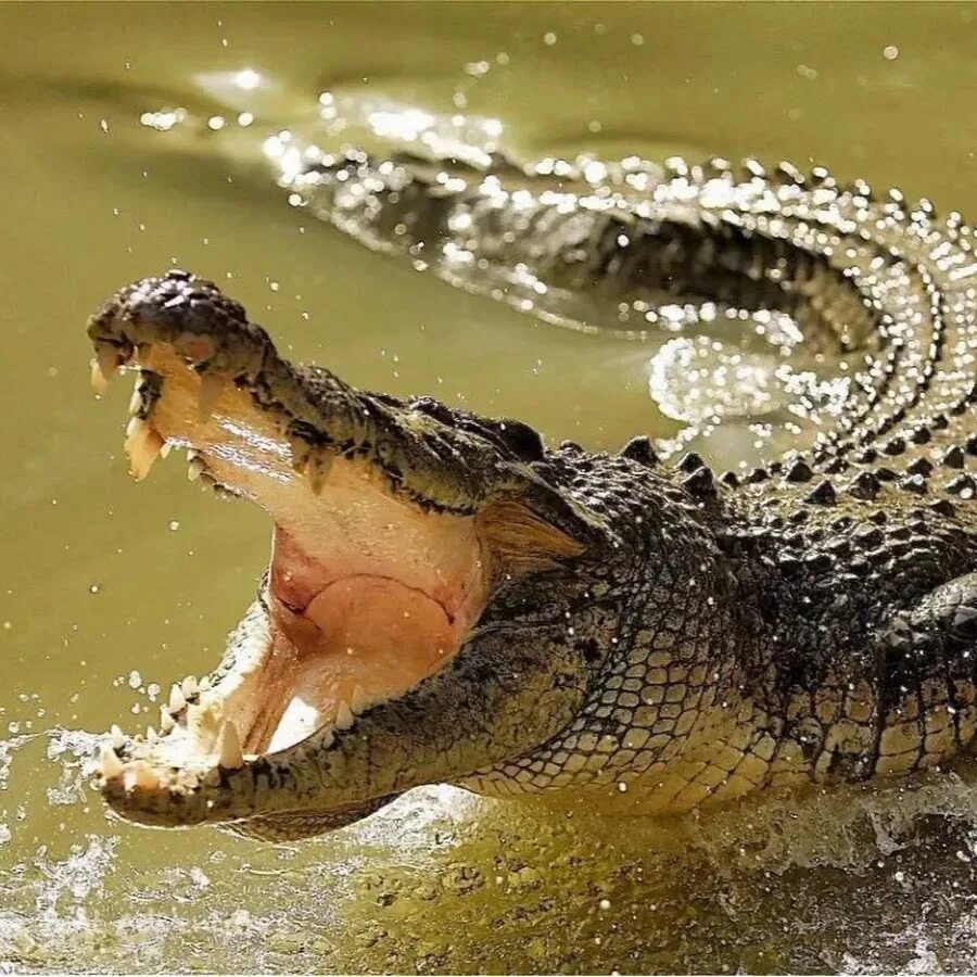 Дила крокодила. Крокодил штучки к которым тянутся ручки. Сквиш антистресс леопард лекси. Миссисипский аллигатор и нильский крокодил. Крокодил дил дил фото.