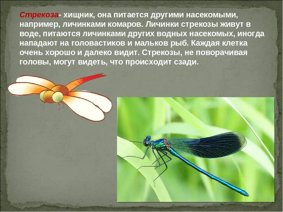 Тип питания стрекозы