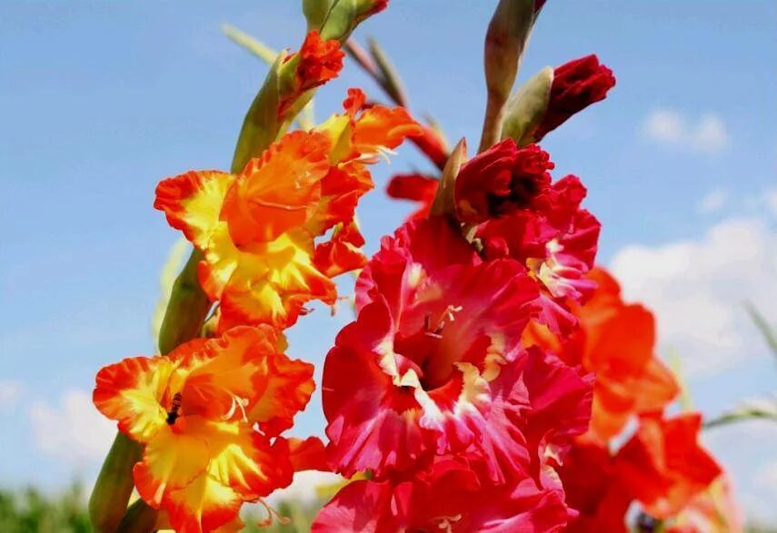 гладиолус брокен харт фриззл. гладиолус старфайтер. гладиолус оранжевая чума, 527,с, фотин. гладиолус victor borge. гладиолус циркус клаб.