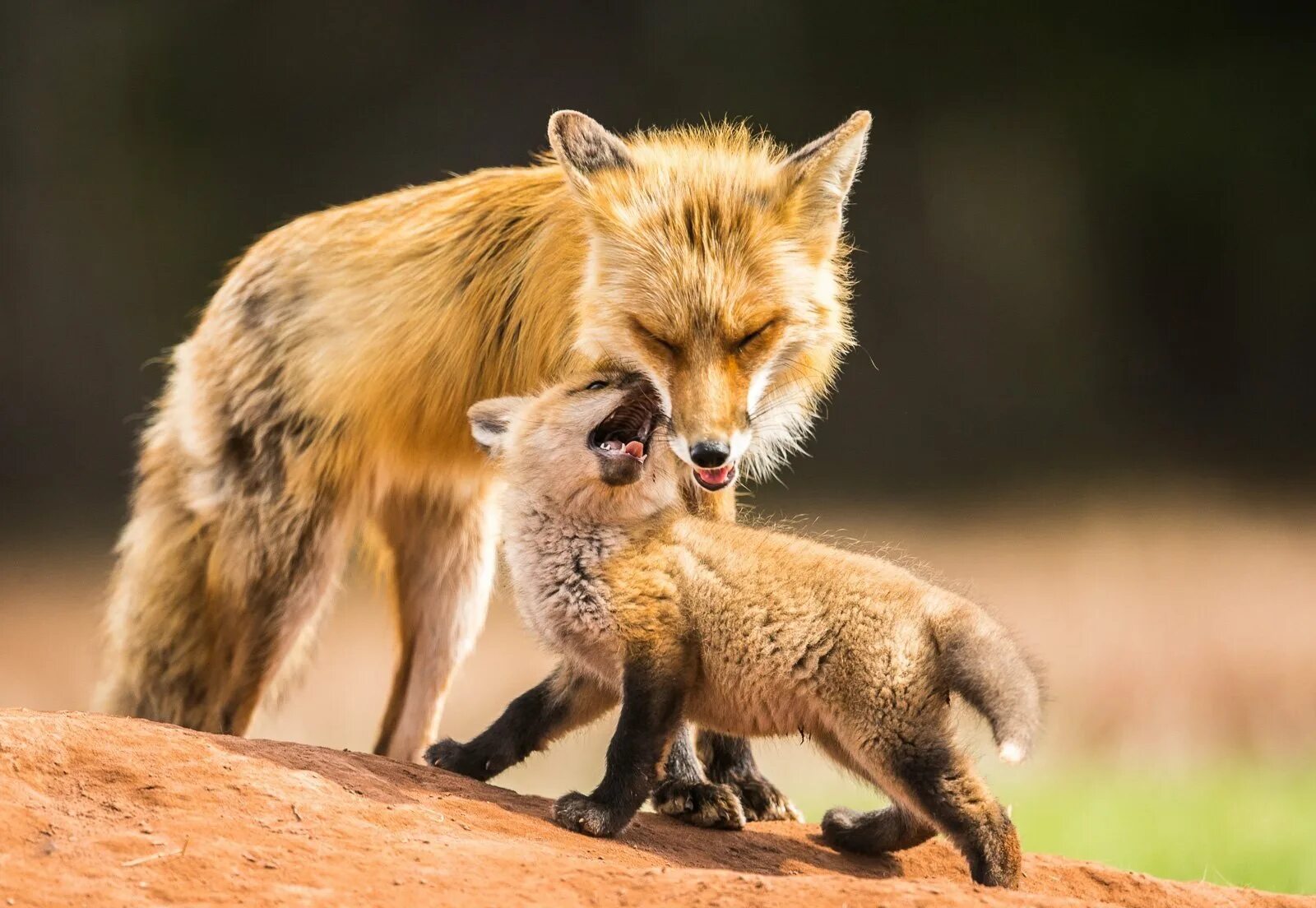 Лиса с лисятами. Мама для Лисенка. Лиса детеныш. Лиса с лисятами фото. Fox mom