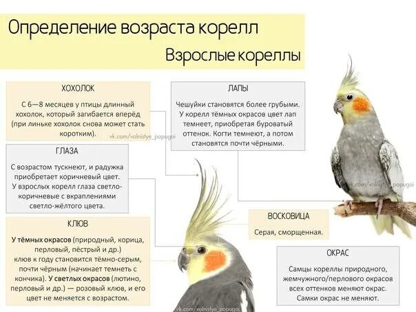 Как определить возраст кореллы. Попугай корелла пестрый. Попугай корелла самка. Попугай корелла самец. Попугай корелла окрасы.