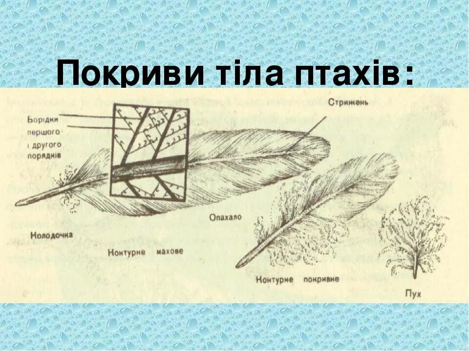 Особенности пухового пера у птиц. Строение пухового пера птицы. Контурное перо. Пуховое перо строение. Види пір'я птахів.