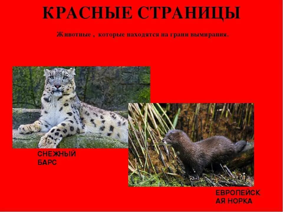 Красная книга россии животные кратко. Красная книга России. Животные. Животные красной книи России. Животные BP красной книги. Животныемкрасной книги.