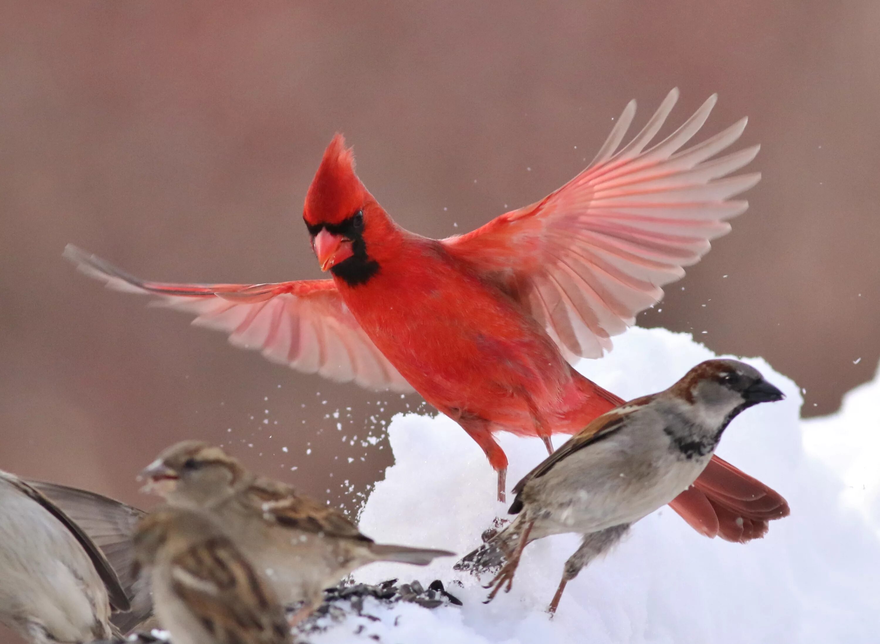 Группа красные птицы. Птичка красный Кардинал. Свиристель и красный Кардинал. Виргинский красный Кардинал. Снегирь Кардинал.