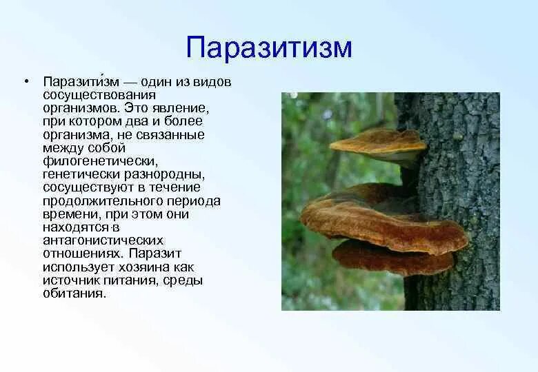 Что такое паразитизм кратко 5 класс. Примеры паразитизма в природе. Паразитизм животных и растений. Паразитизм примеры животных. Паразитизм это в биологии.