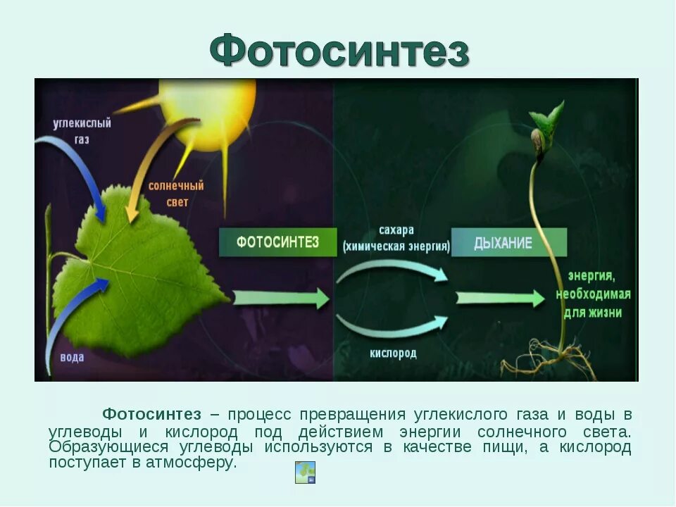Фотосинтез углекислый ГАЗ. Процесс фотосинтеза. Фотосинтез растений. Схема процесса фотосинтеза.