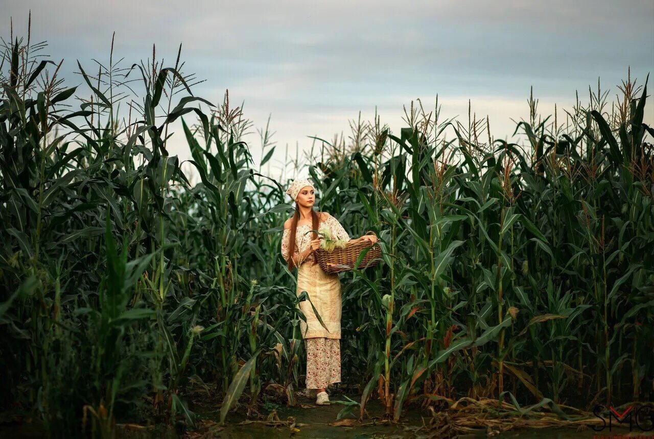 Кукуруза злаковое растение. Как называется кукурузные поля. Семена кукурузы инедикс. Кукурузное поле флорида. Кукуруза растение.