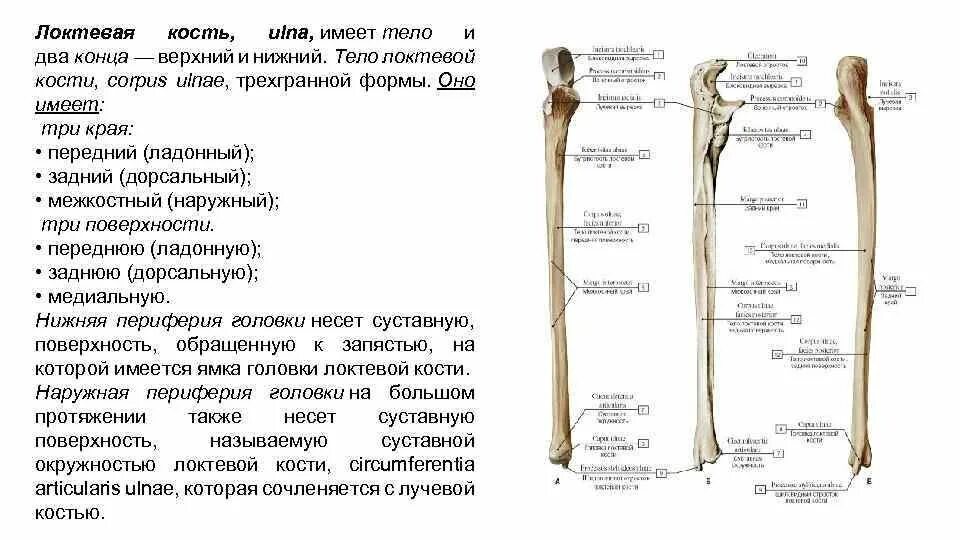 Локтевая кость шиловидный отросток. Локтевая кость кость анатомия человека. Локтевая кость вид спереди.