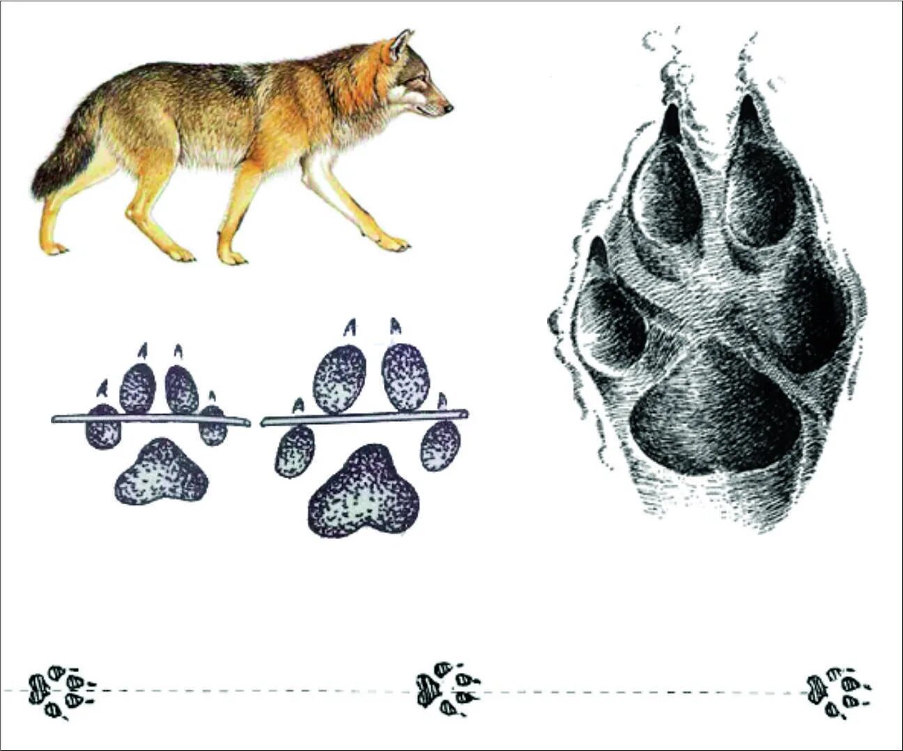 Как отличить следы. След волка лисы и собаки отличия. Как выглядит след волка фото. Следы волка и лисы как отличить. Следы волка и собаки отличие на снегу.