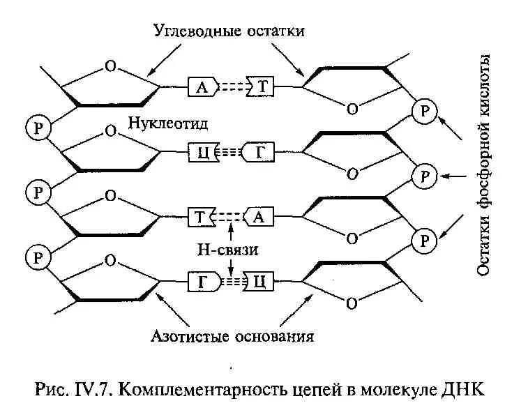 Водородные связи в молекуле днк соединяются. Схема комплементарности азотистых оснований. схема соединения азотистых оснований в днк. соединение азотистых оснований в днк. комплементарная цепь днк схема.