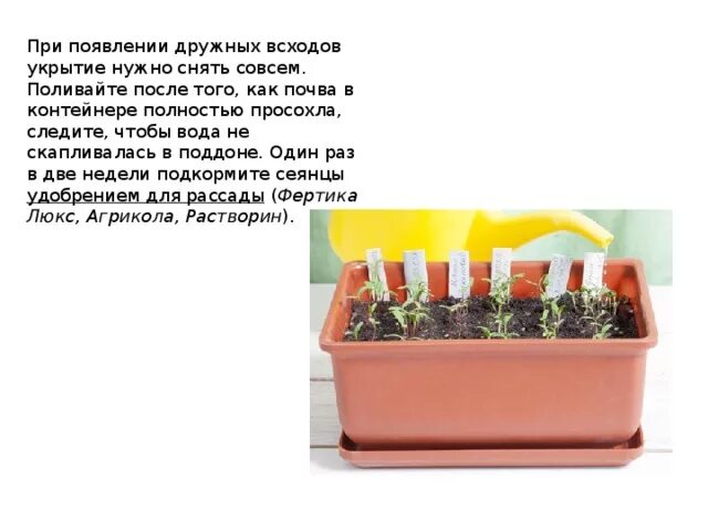 Через сколько дней после посева всходят бархатцы. Этапы роста бархатцев. рассада бархатцев схема. дружные всходы. бархатцы стадии роста.