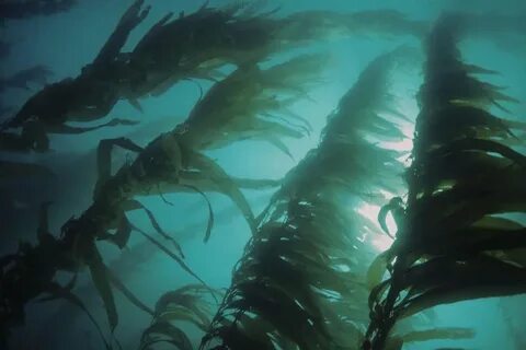 Морская водоросль 9 букв