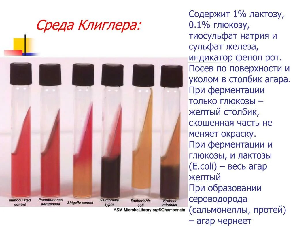 Как называется та среда в. Рост сальмонелл на среде клиглера. среда клиглера шигеллы. среда клиглера состав. среда клиглера микробиология.