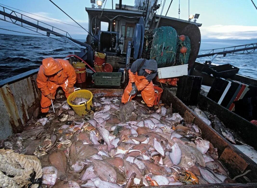 Траловый промысел баренцево море. Рыболовство на континентальном шельфе. Рыболовство на континентальном шельфе. Тихий океан промысел. Полезные ископаемые океана.