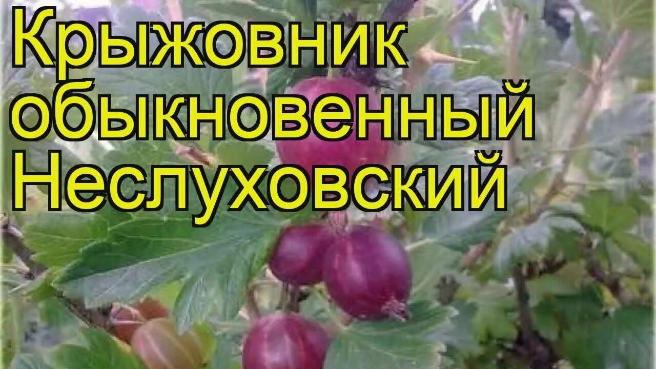Крыжовник Неслуховский