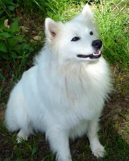 Американский шпиц