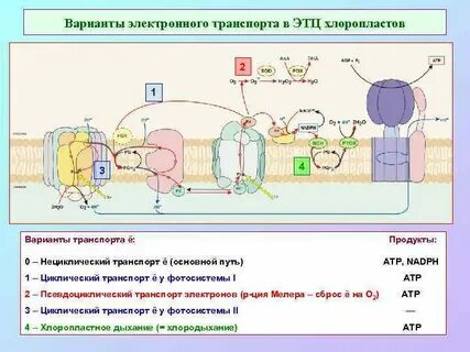 Транспорт вариант 1