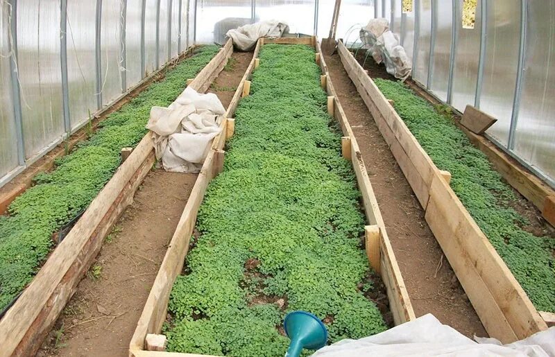 Горчица сидерат. Сидераты под помидоры в теплице. Горчица для томатов в теплице. Фацелия сидерат. Смесь сидератов садовита.