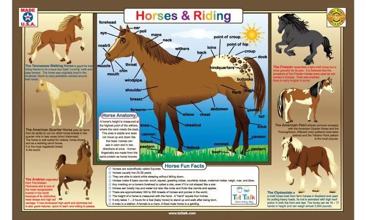 About Horses. Horse Worksheet. About Horses for Kids. Clydesdale Horse чертеж с размерами.