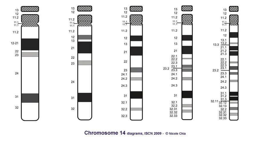 15-я хромосома человека. Хорея гентингтона генетика. 12 хромосома человека. 4 y хромосомы. 4 хромосома человека.