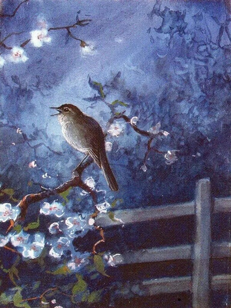 Terance james bond bird painting. Поющий соловей формозов. Соловей на ветке. Соловей в живописи. Картина птицы поют.